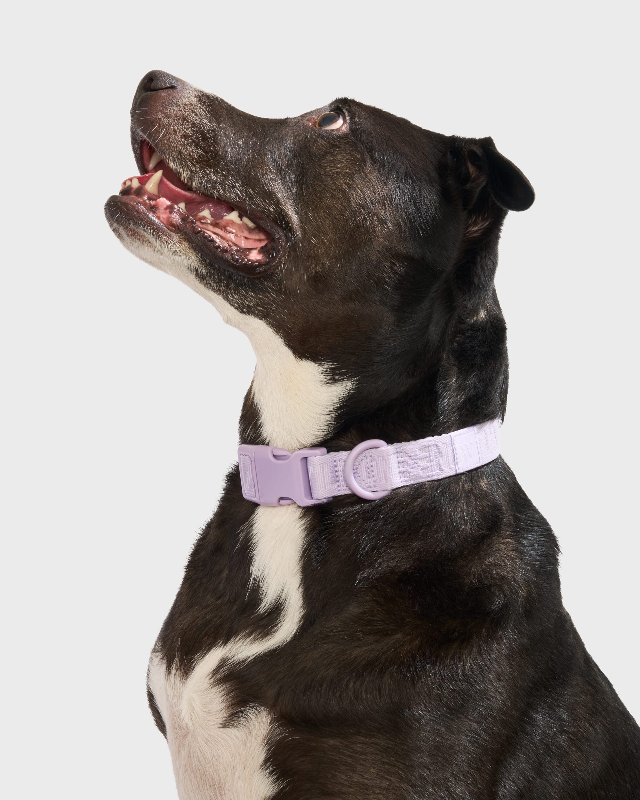 WO_VM_AirCollar_Lilac_L_Dog_PDP_02_4x5_Web_01bb79c6-169a-44f2-860f-81ff2693c881.jpg