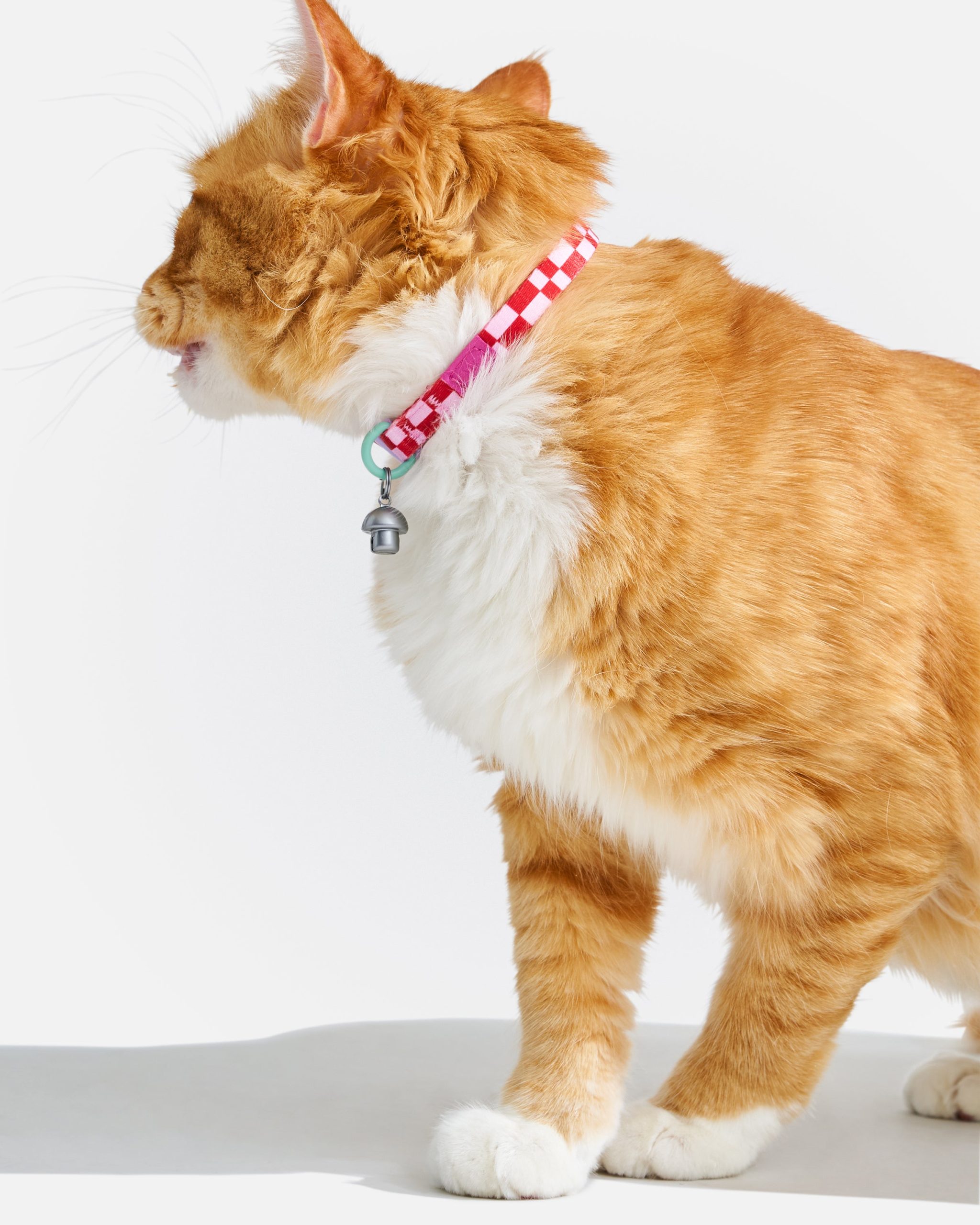 WO_VM_Cat_BreakawayCollar_Bubblegum_OnCat_PDP_01_4x5_Web.jpg