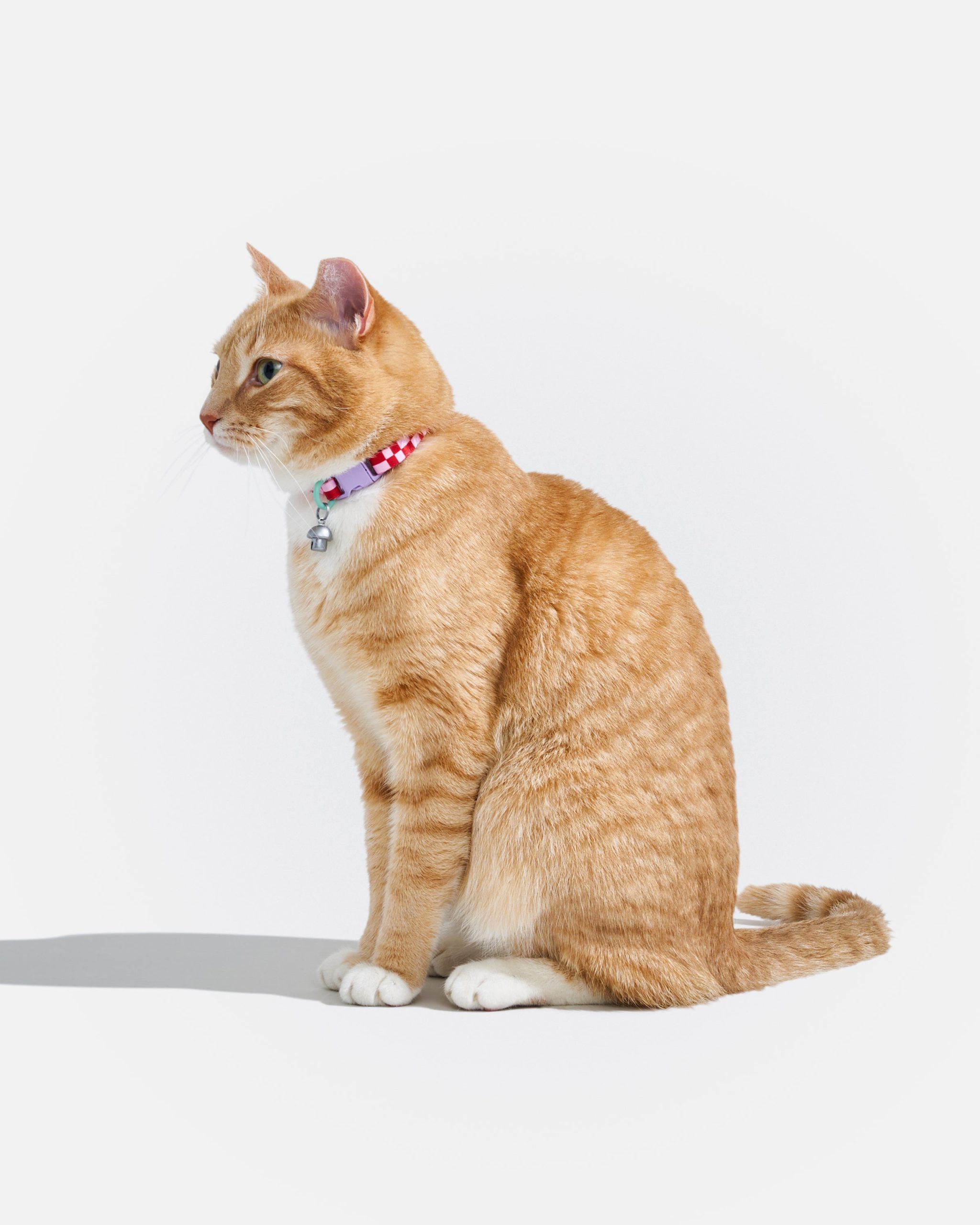 WO_VM_Cat_BreakawayCollar_Bubblegum_OnCat_PDP_02_4x5_Web.jpg