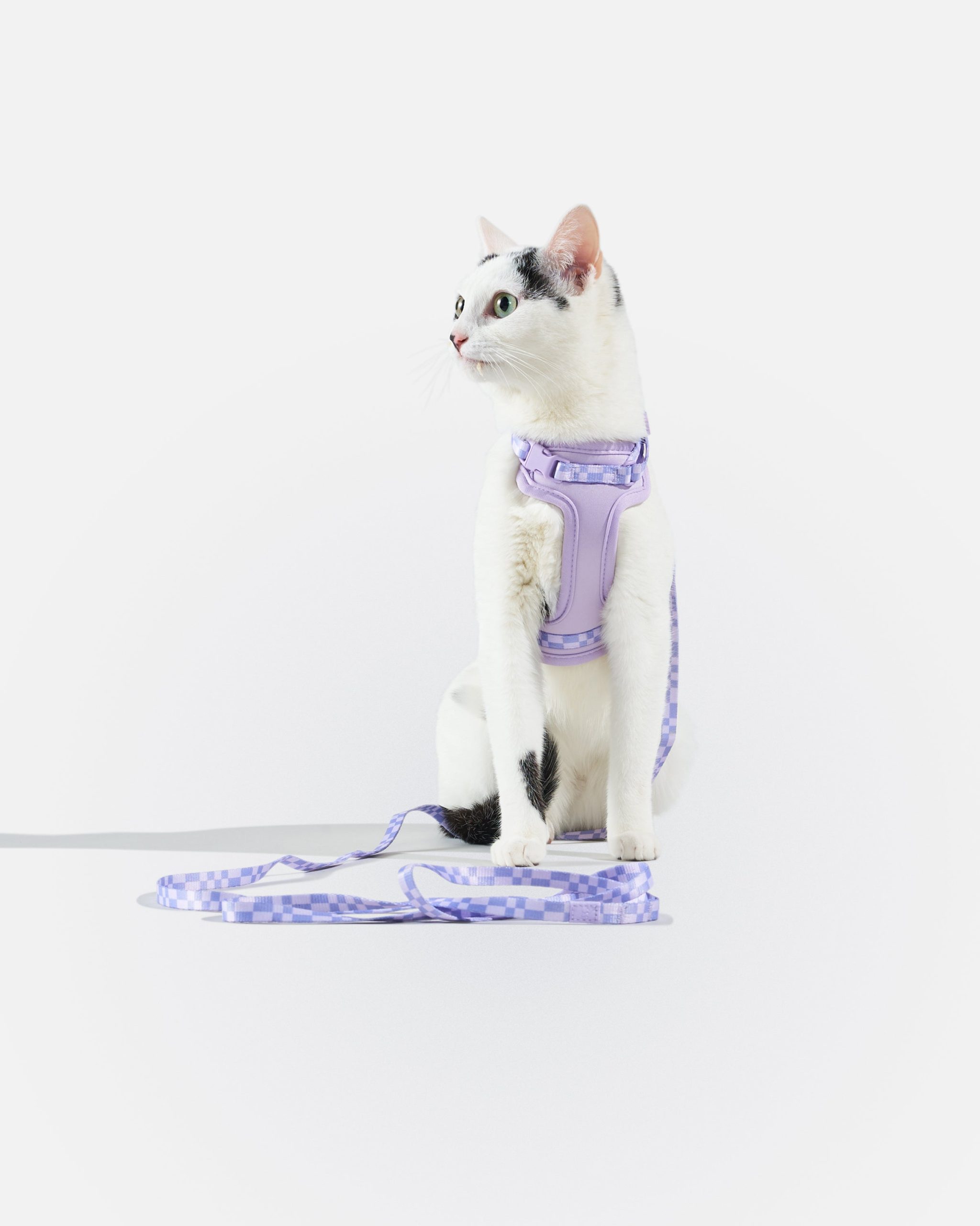 WO_VM_Cat_HarnessWalkKit_Lilac_OnCat_PDP_01_4x5_Web.jpg