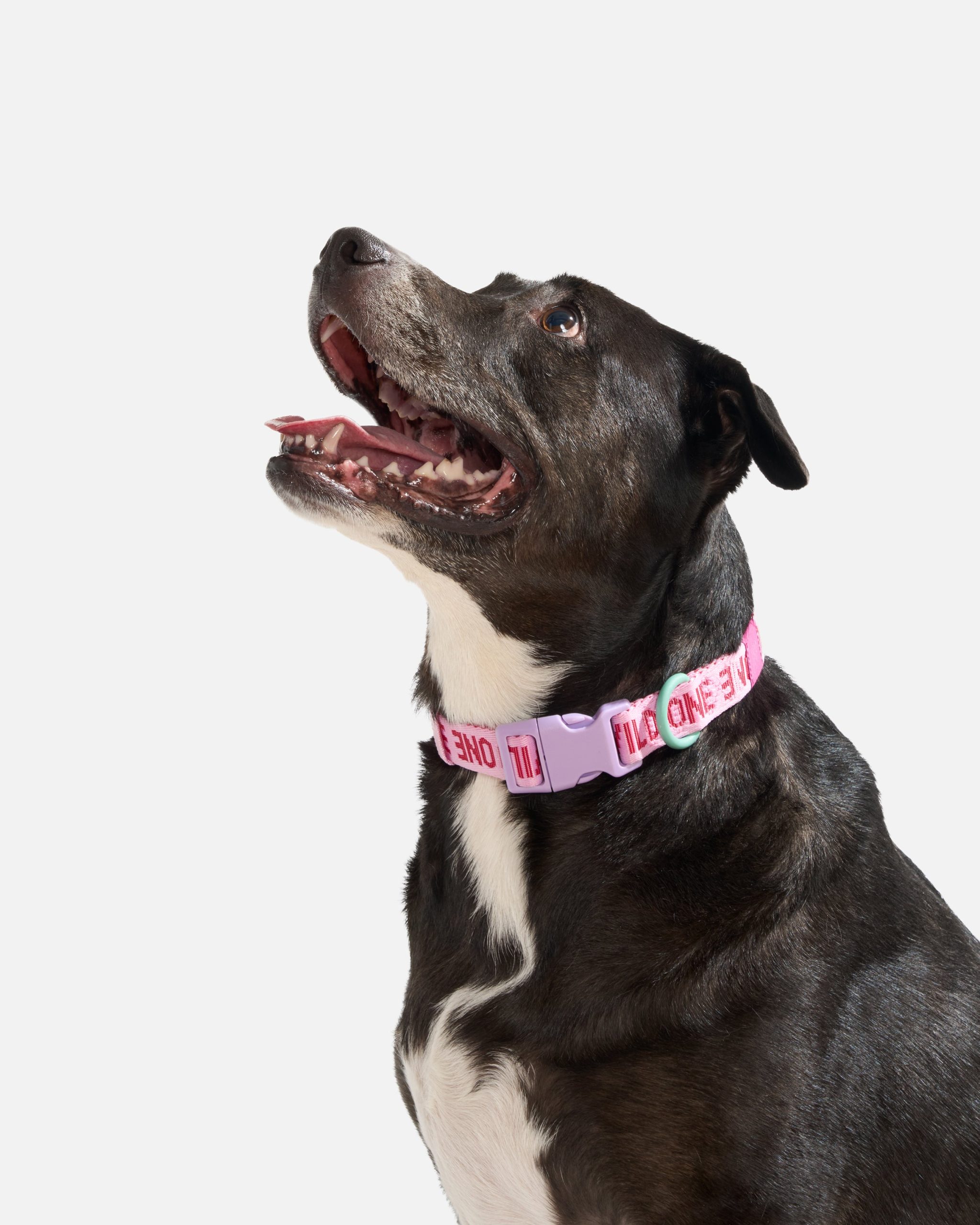 WO_VM_QuickReleaseCollar_Air_Bubblegum_L_OnDog_PDP_02_4x5_Web.jpg