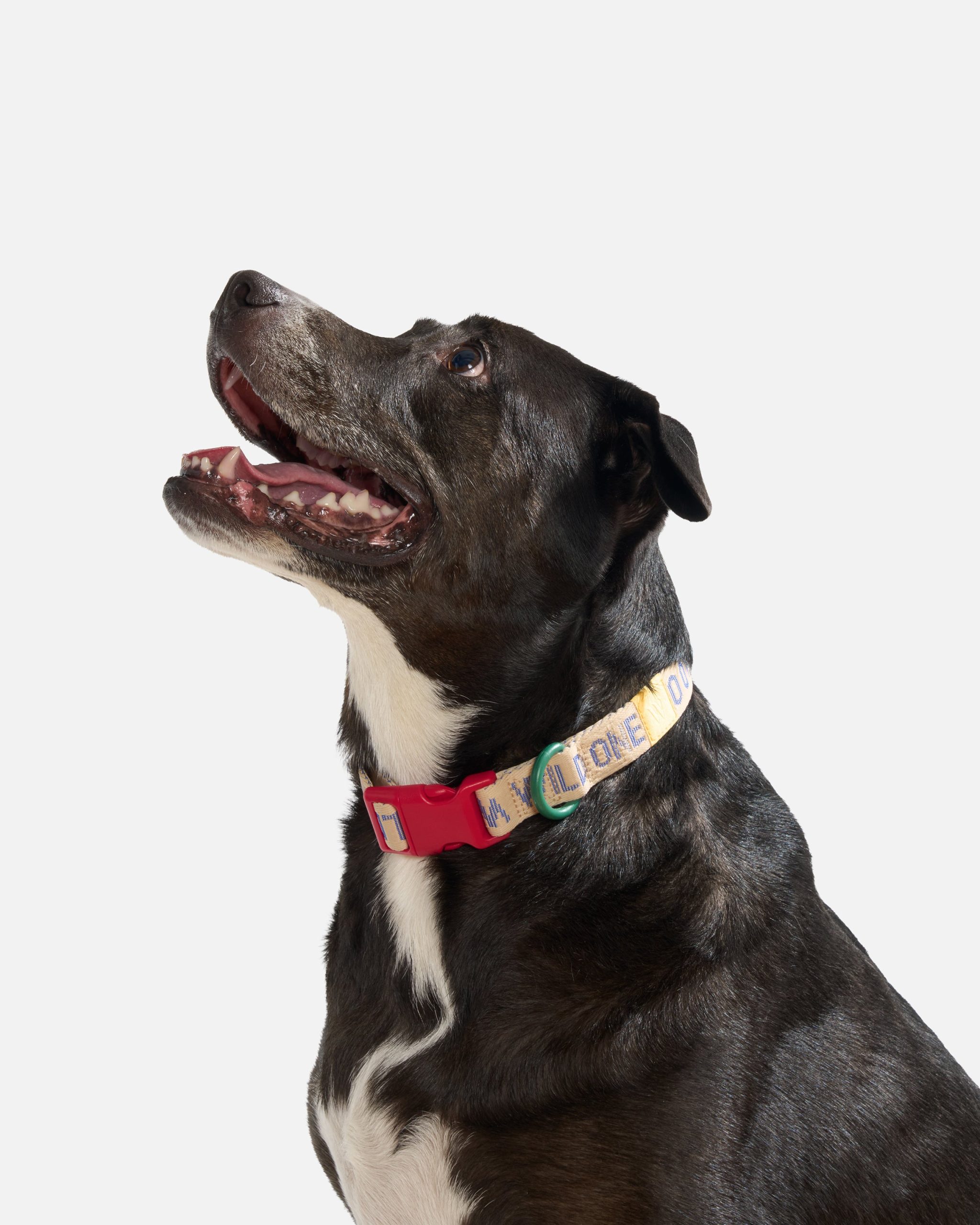 WO_VM_QuickReleaseCollar_Air_Retro_L_OnDog_PDP_02_4x5_Web.jpg