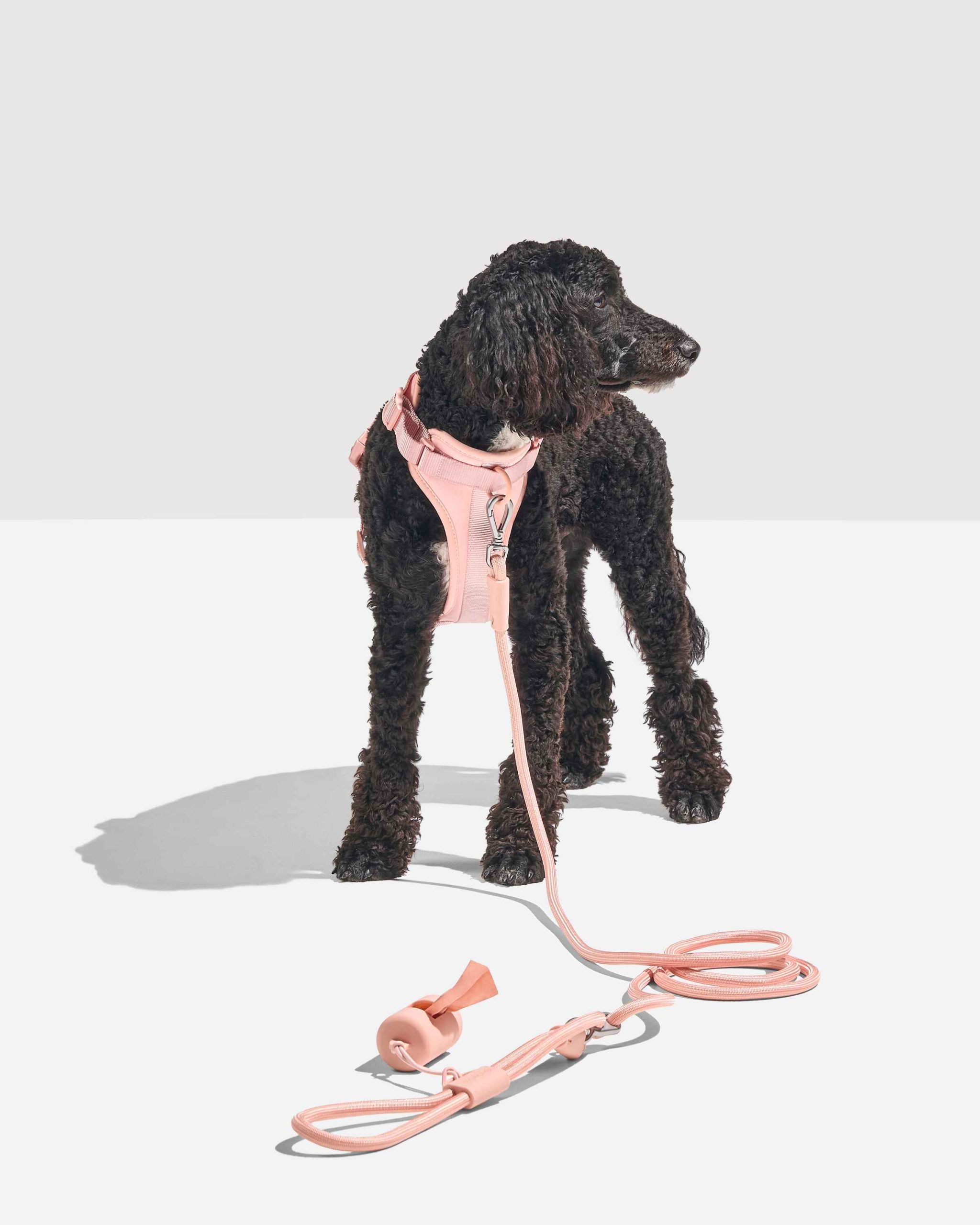 WO_VM_RopeLeash_WalkKitHarness_Blush_OnDog_PDP_02_4x5_Web.jpg