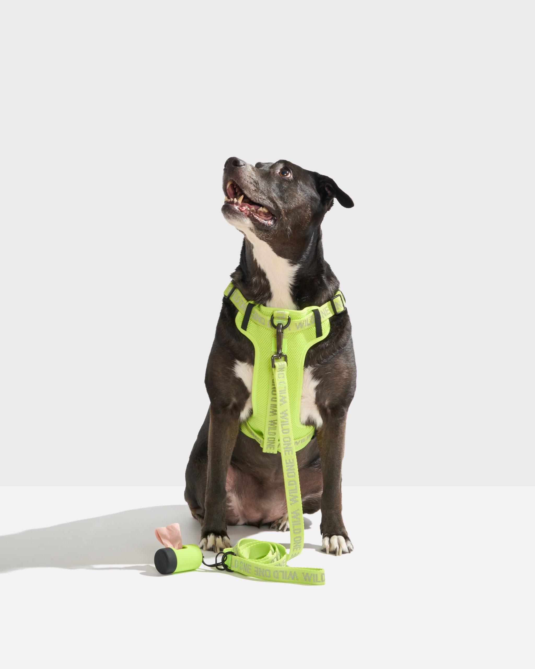 WO_VM_StepInHarness_Air_LimeadeReflective_L_OnDog_PDP_02_4x5_Web.jpg