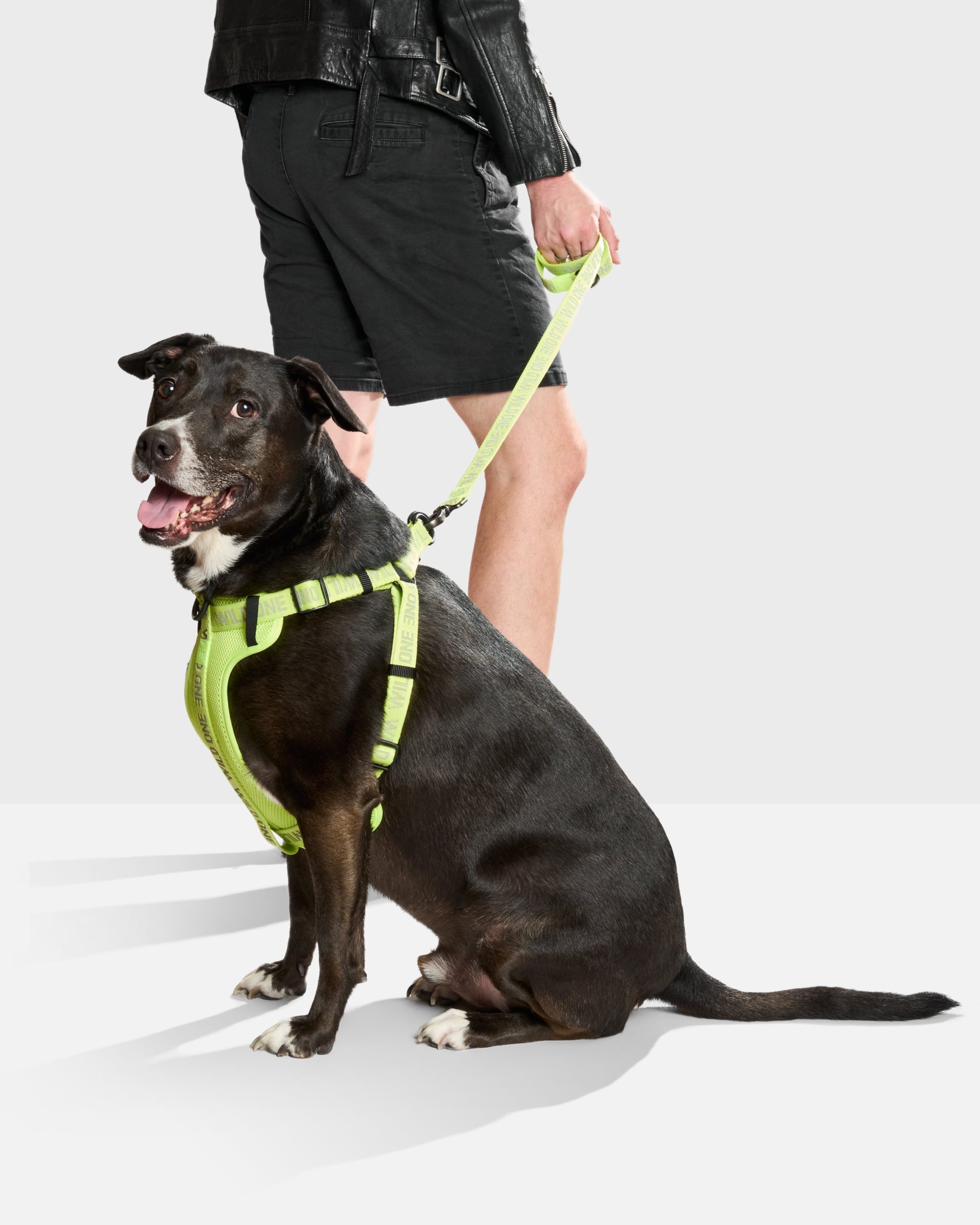 WO_VM_StepInHarness_Air_LimeadeReflective_OnDog_PDP_04_4x5_Web_e13928c9-a260-4f3d-91b4-76cf3eeeed33.jpg