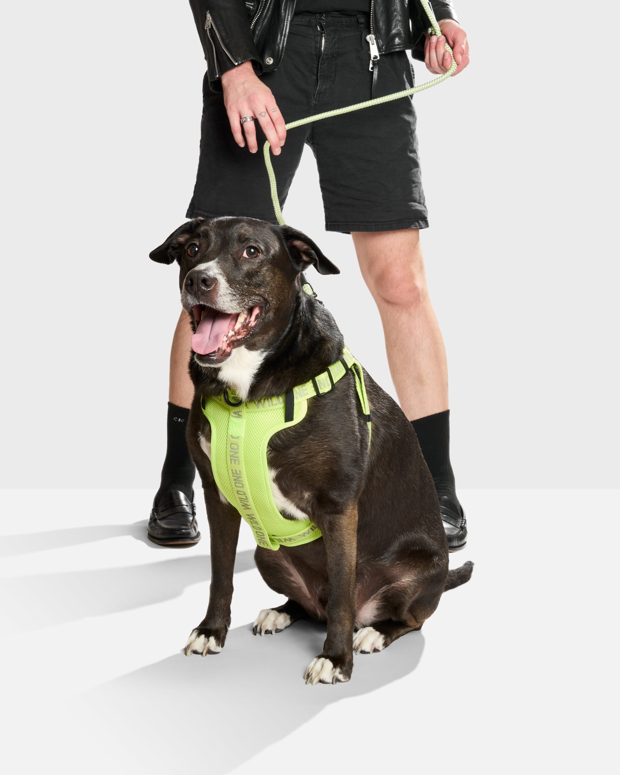 WO_VM_StepInHarness_Air_LimeadeReflective_OnDog_PDP_06_4x5_Web.jpg