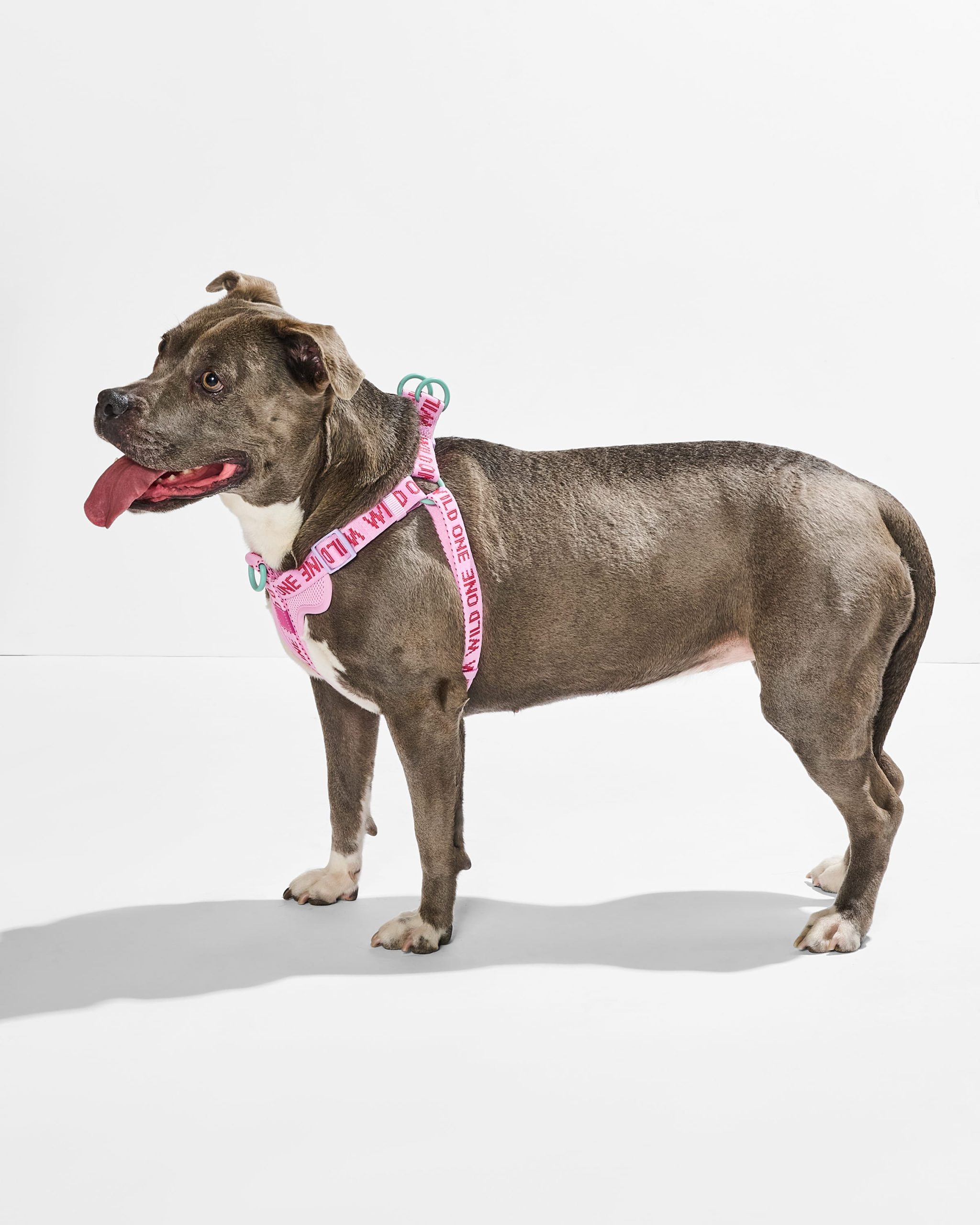 WO_VM_StepInHarness_Bubblegum_OnDog_AirCollection_PDP_03_4x5_Web.jpg