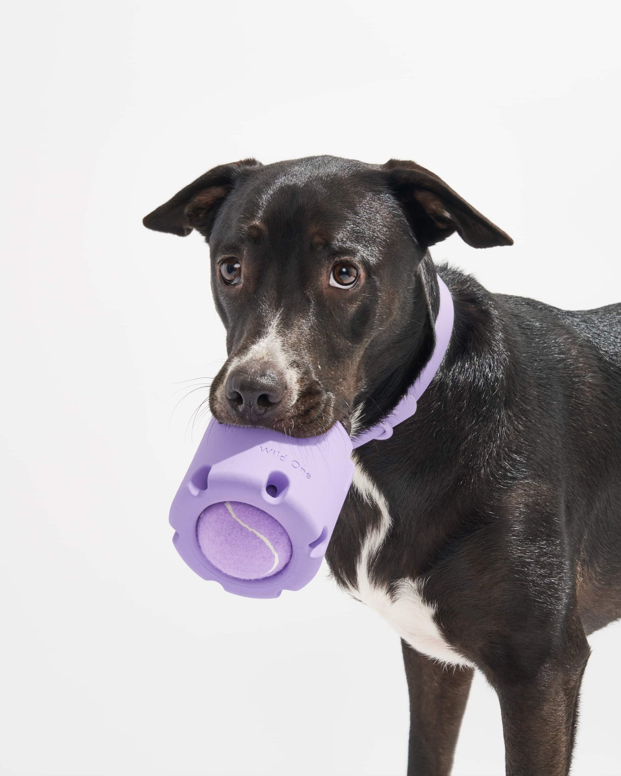 WO_VM_Studio_PDP_Toys_TennisTumble_Lilac_Dog_1120_4x5_Web.jpg
