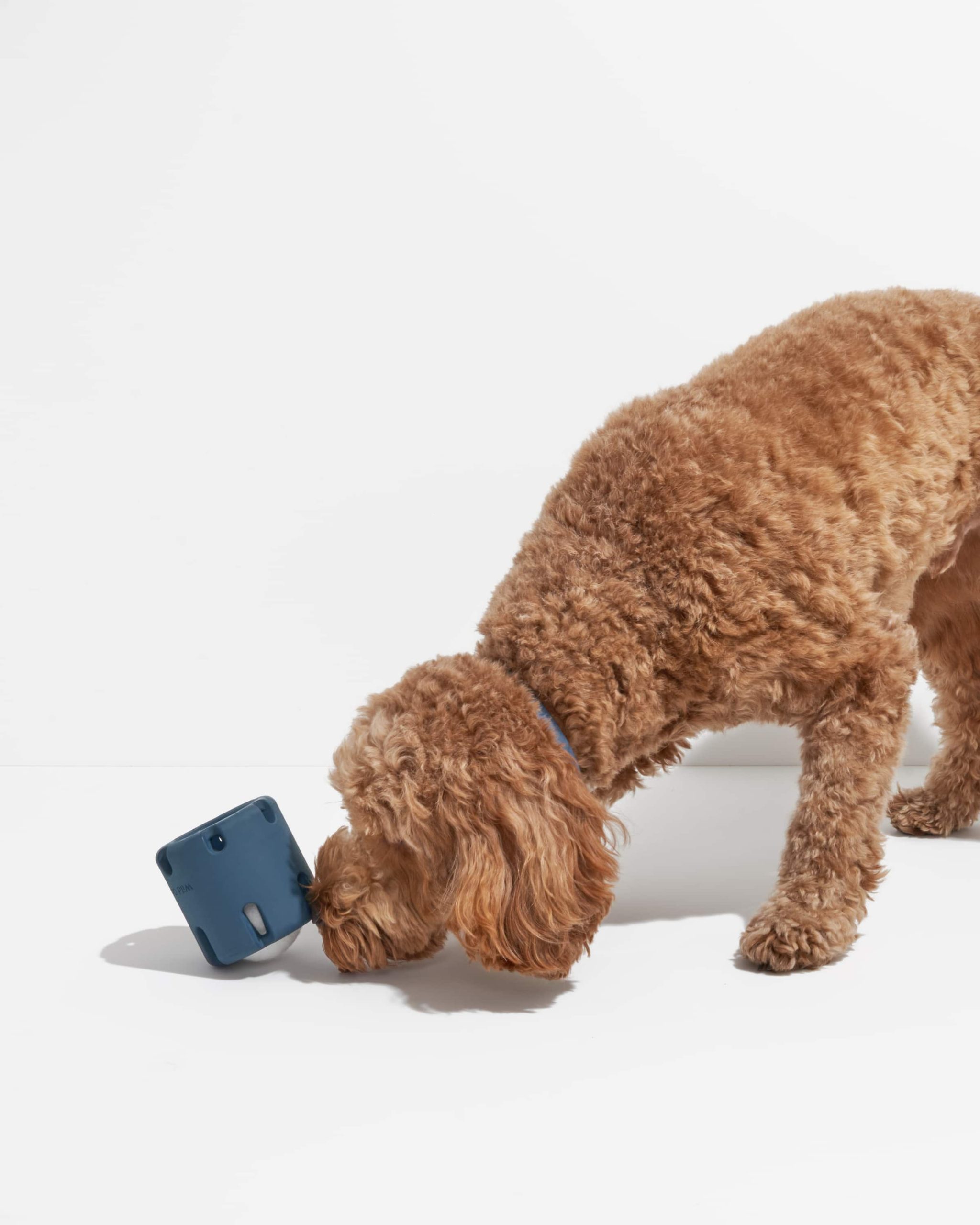 WO_VM_Studio_PDP_Toys_TennisTumble_Navy_Dog_01_4x5_Web.jpg