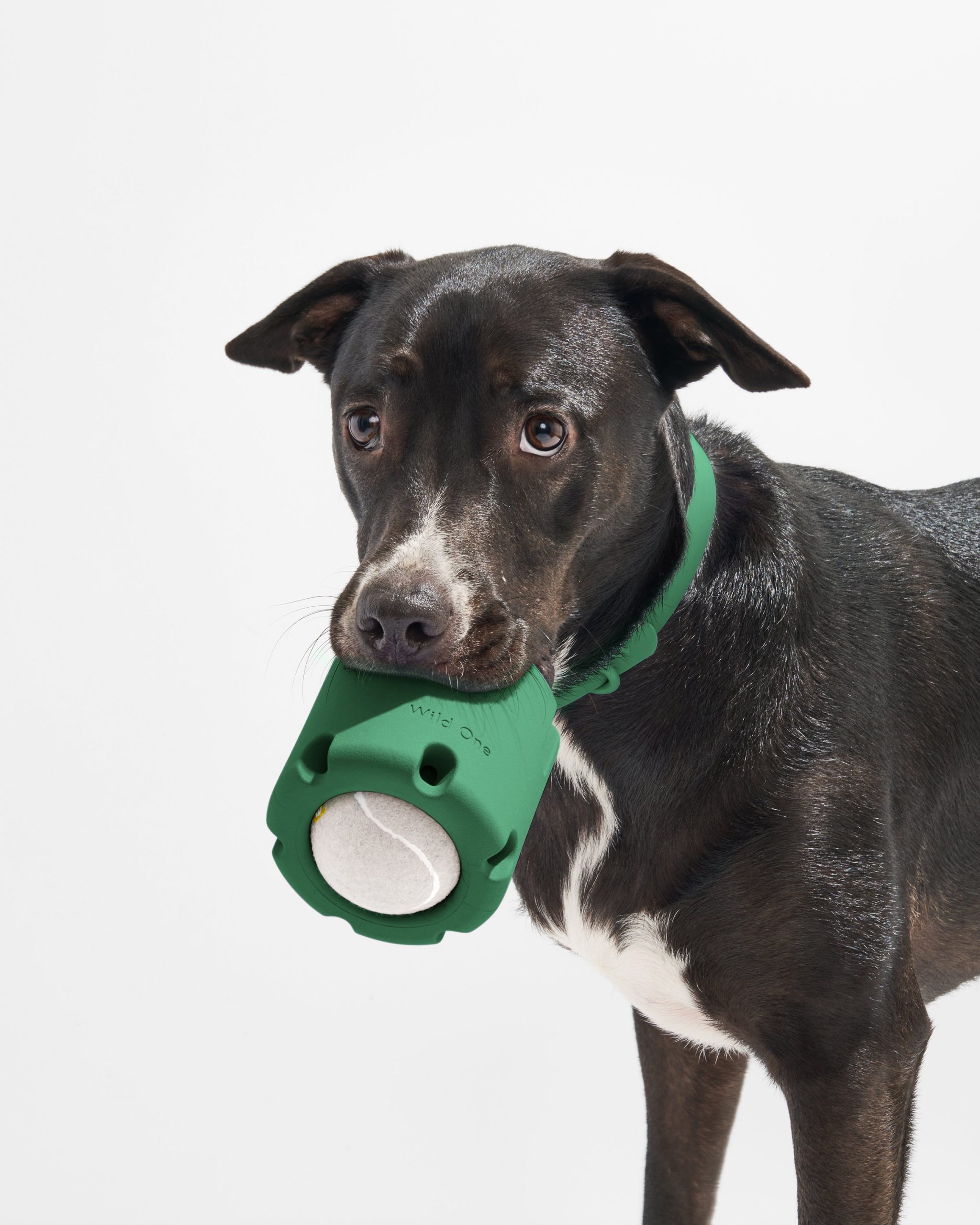 WO_VM_Studio_PDP_Toys_TennisTumble_Spruce_Dog_05_4x5_Web.jpg