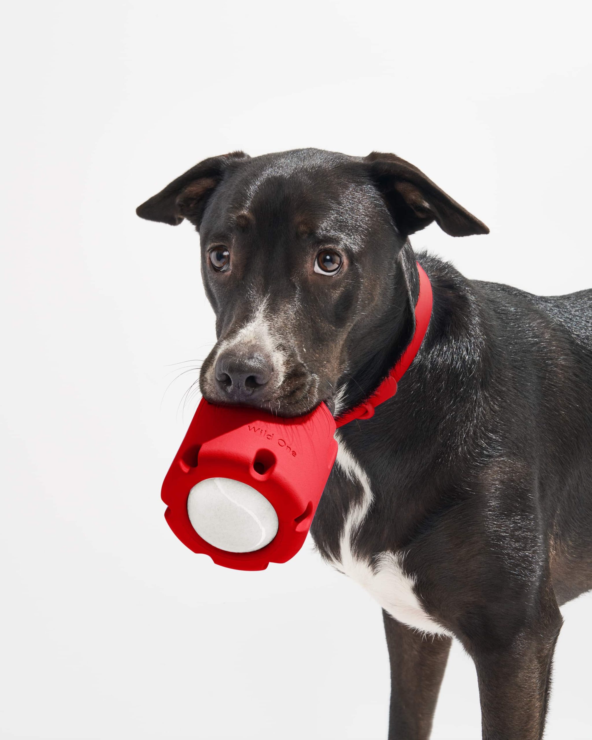 WO_VM_Studio_PDP_Toys_TennisTumble_Strawberry_Dog_1120_4x5_Web.jpg