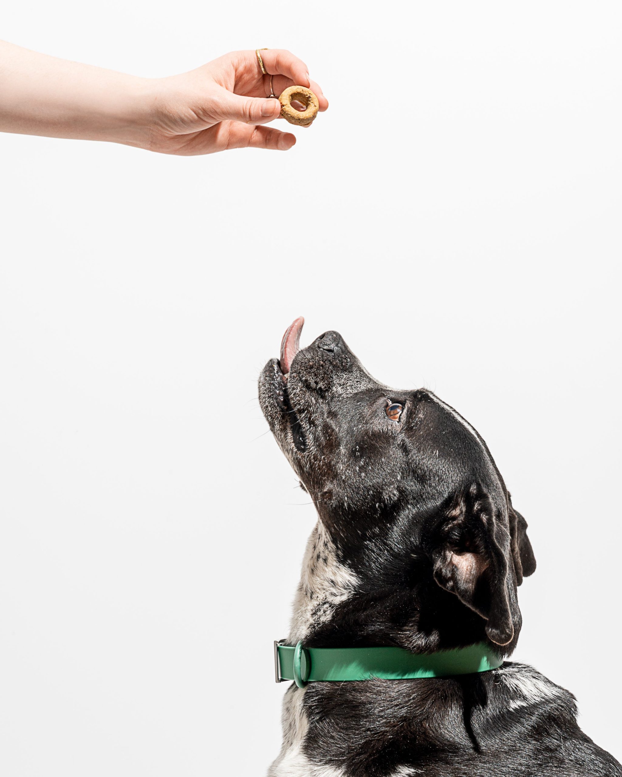 WO_VM_Studio_PDP_Treats_PBJ_Dog_01_Web_e50e0ae7-445e-4fac-aa53-783d1639e314.jpg
