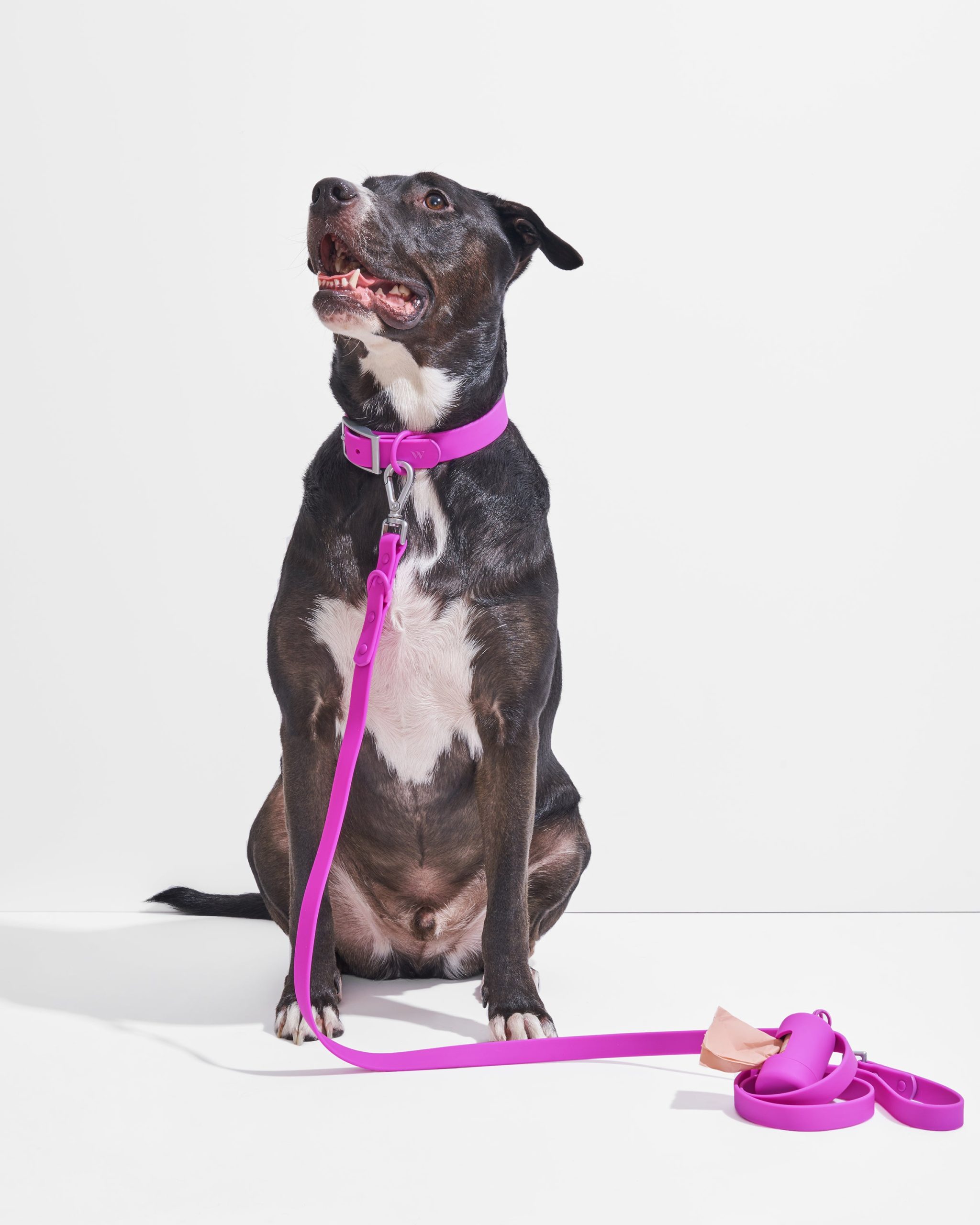WO_VM_Studio_WalkKitCollar_Orchid_Dog_PDP_01_4x5_Web_c033d1e7-9b78-42f5-b6b0-b324f3bea740.jpg