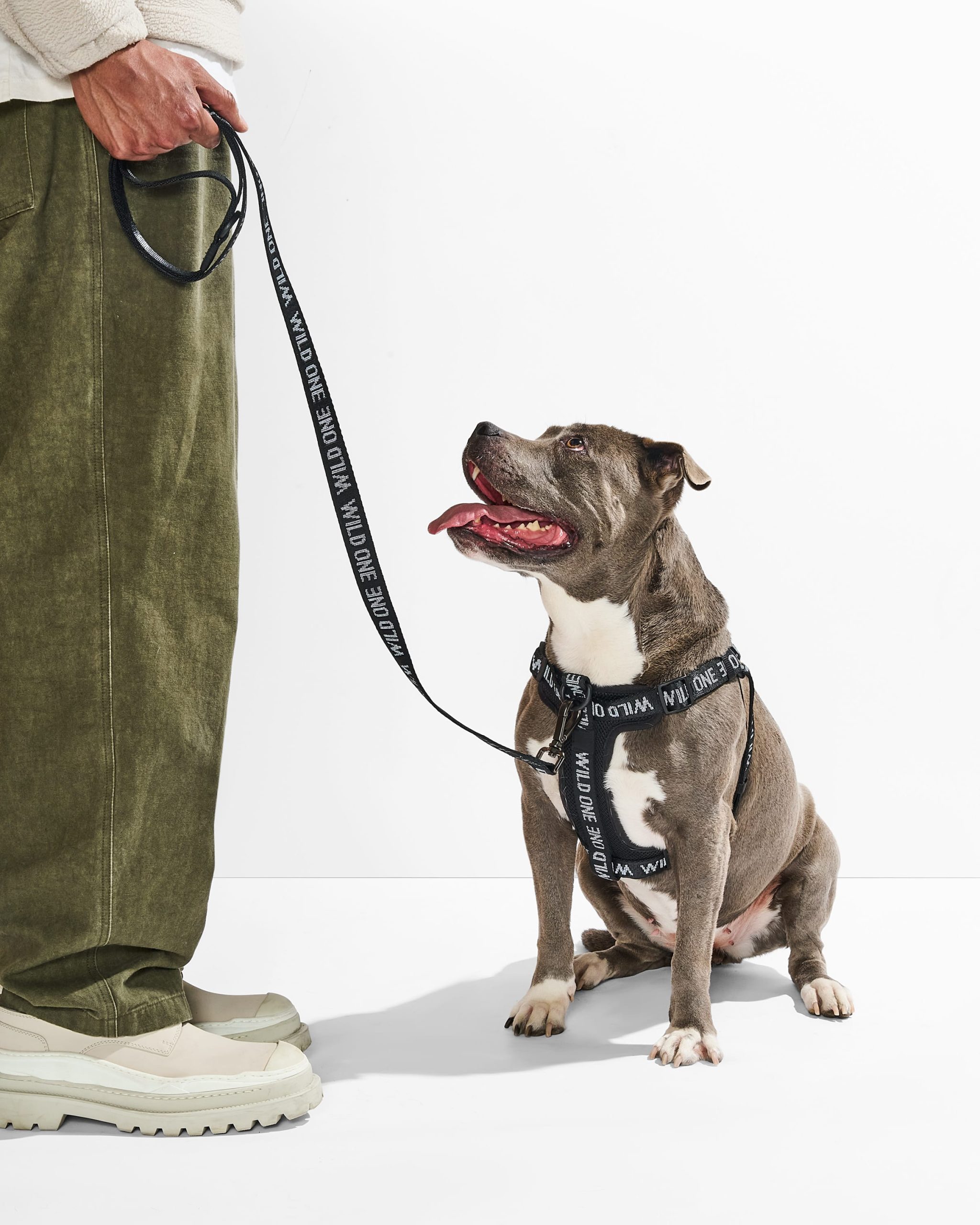 WO_VM_WalkKitStepInHarness_Black_OnDog_AirCollection_PDP_02_4x5_Web.jpg