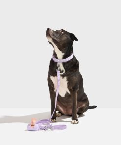 Quick-Release Collar + Waterproof Leash Walk Kit