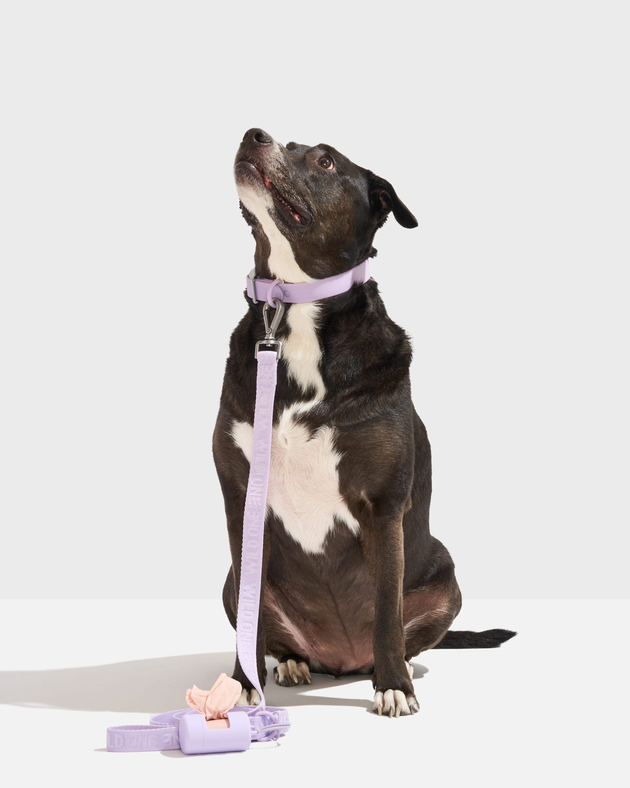 WO_VM_WalkKit_ClassicCollar_AirLeash_Lilac_L_Dog_PDP_01_4x5_Web_3d980fea-3866-4b37-8c05-c704df395b5a.jpg