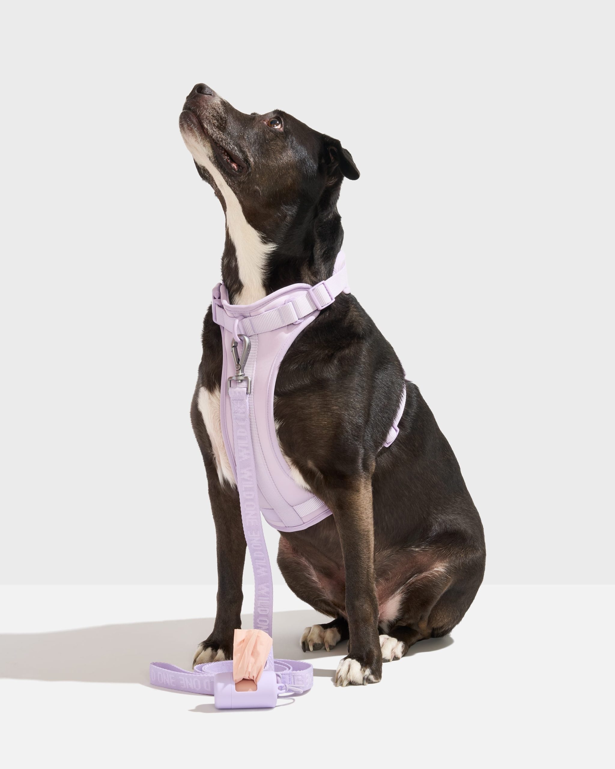 WO_VM_WalkKit_ClassicHarness_AirLeash_Lilac_L_Dog_PDP_01_4x5_Web.jpg